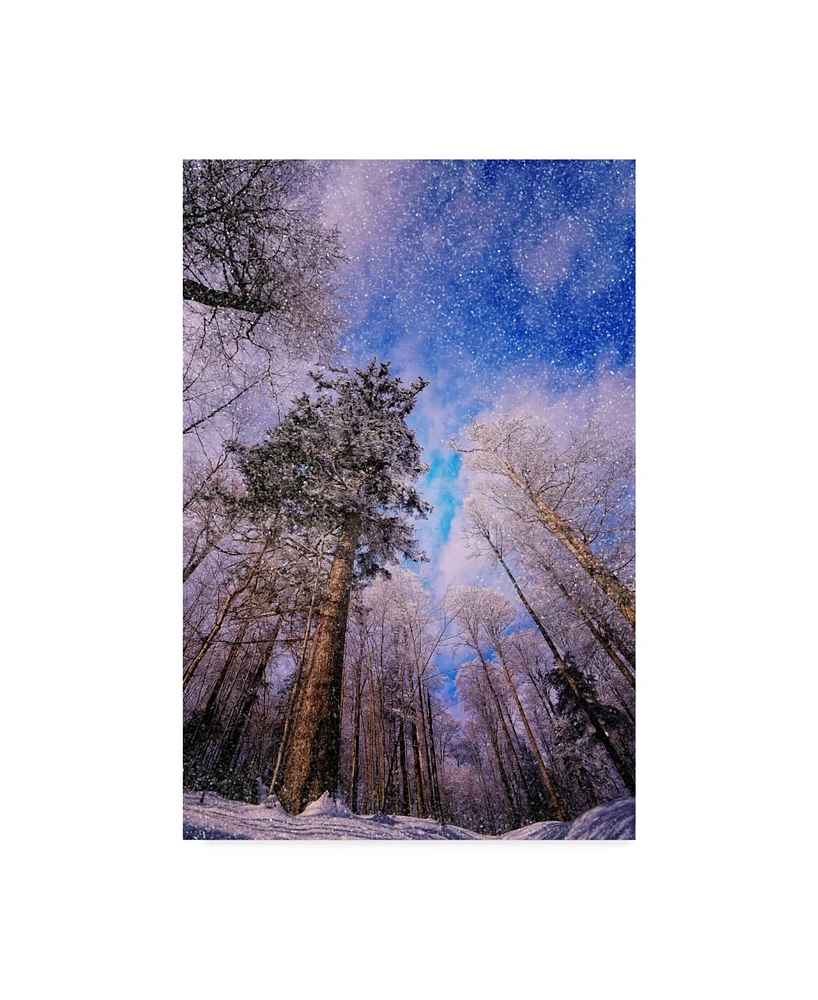 Philippe Sainte-Laudy Let it Snow Trees Canvas Art - 20" x 25"