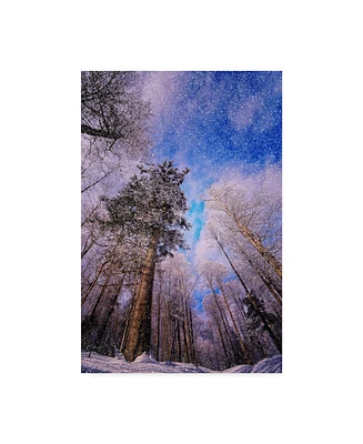 Philippe Sainte-Laudy Let it Snow Trees Canvas Art - 20" x 25"
