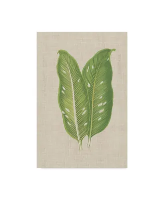 Unknown Leaves on Linen V Canvas Art - 37" x 49"