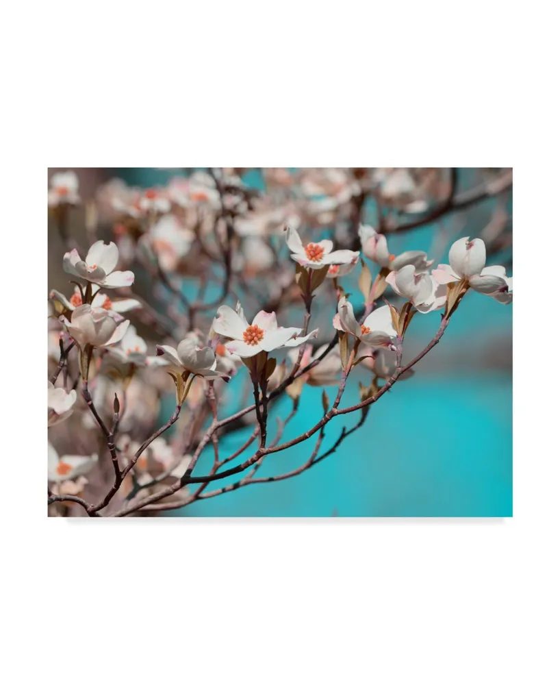 Sharon Chandler Dogwood Spring Iii Canvas Art