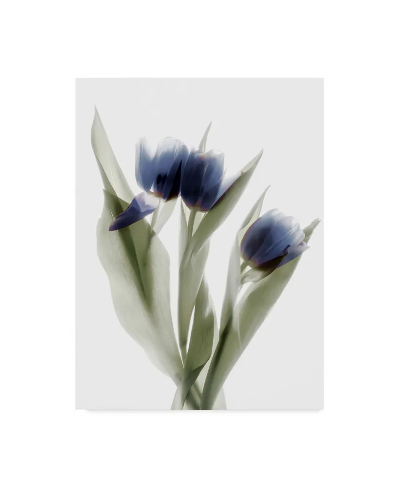 Judy Stalus Xray Tulip Ix Canvas Art - 15" x 20"