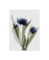 Judy Stalus Xray Tulip Ix Canvas Art - 15" x 20"