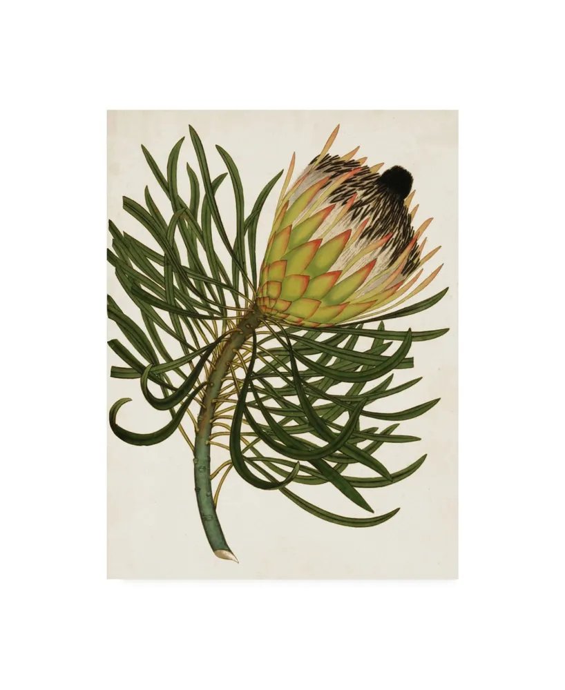 Unknown Antique Protea Iii Canvas Art - 15" x 20"