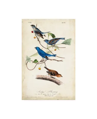 John James Audubon Indigo Bunting Birds Canvas Art