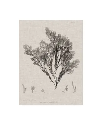Henry Bradbury Charcoal and Linen Seaweed V Canvas Art