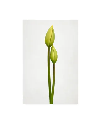 Lotte Gronkjar Tulip Time Green Canvas Art