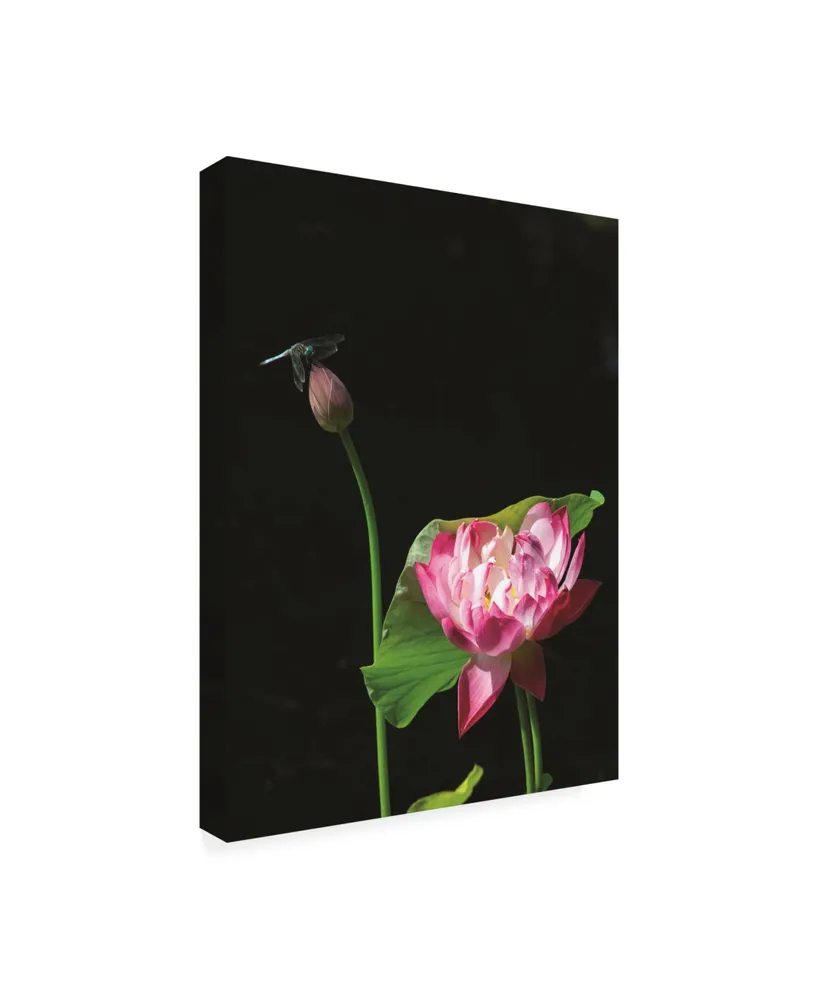 Kurt Shaffer Lotus Dragonfly Canvas Art