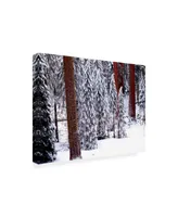 Monte Nagler Pines in Winter California Canvas Art - 15" x 20"