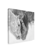 Ph Burchett Black and White Horses Vii Canvas Art