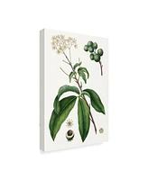 Thomas Nuttall Foliage & Blooms Ii Canvas Art - 37" x 49"