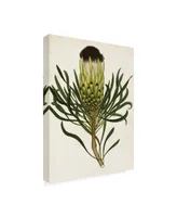 Unknown Antique Protea Ii Canvas Art - 15" x 20"