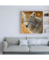 Mitch Catanzaro Coyote in the Desert Canvas Art - 19.5" x 26"