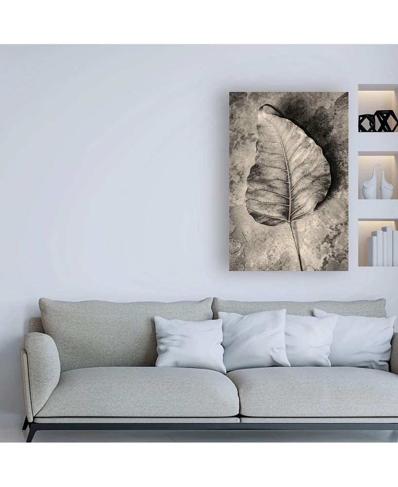 Incado Dried Leaf Canvas Art - 19.5" x 26"