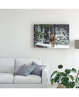 Majestic Moments Photography Snow Storm and the Buck Deer Canvas Art