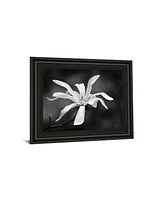 Classy Art Magnolia Dreams I by Geyman Vitaly Framed Print Wall Art, 22" x 26"