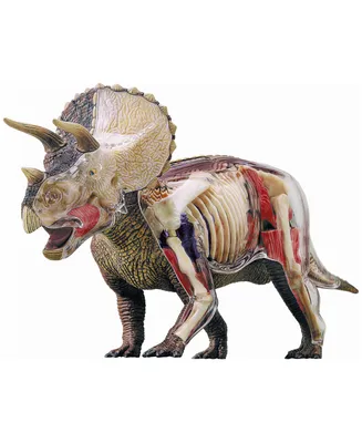 4D Master 4D Vision Triceratops Anatomy Model