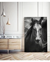 Giant Art 14" x 11" Stallion Iii Museum Mounted Canvas Print