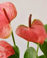 Anthurium Live Plant