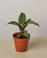 Calathea 'Beauty Star' Live Plant