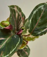 Calathea Roseopicta 'Medallion'