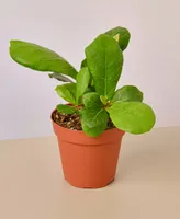 Fiddle Leaf Fig Ficus Lyrata Live Plant