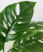 Monstera Adansonii "Swiss Cheese" Live Plant, 4" Pot