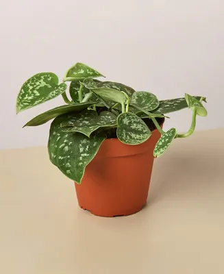 Pothos 'Satin' Live Plant, 4" Pot