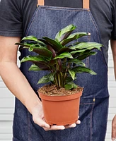 Calathea 'Beauty Star' Live Plant, 6" Pot