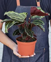 Calathea Roseopicta 'Medallion' Live Plant, 6" Pot