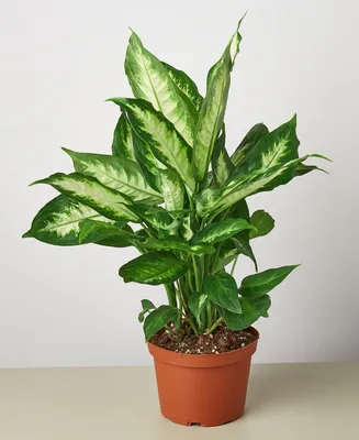 Dieffenbachia Camille Live Plant, 6" Pot