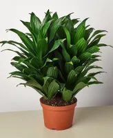 Dracaena 'Janet Craig' Live Plant, 6" Pot