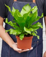 Bird's Nest 'Nidus' Fern Live Plant, 6" Pot