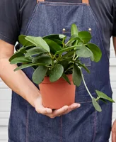 Hoya 'Obovata' Live Plant, 6" Pot