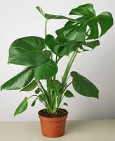 House Plant Shop Philodendron 'Monstera' Live Plant, 6" Pot