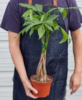 Money Tree 'Guiana Chestnut' Pachira Braid Live Plant, 6" Pot