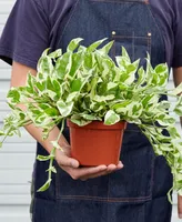 Pothos N'Joy Live Plant, 6" Pot