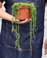 Succulent String of Pearls Live Plant, 6" Pot