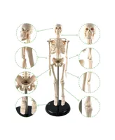 Supertek Human Skeleton Model with Key, 10.5"