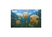 Ocean, New Edition by Dk