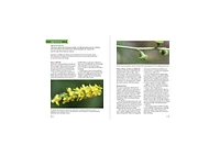 Northeast Medicinal Plants: Identify, Harvest, and Use 111 Wild Herbs for Health and Wellness by Liz Neves