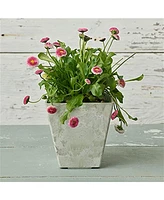 Novelty 35080 Ella Square Planter Artstone Collection Mint