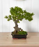 Nearly Natural Podocarpus w/Mossed Bonsai Planter