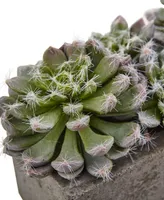 Nearly Natural Succulent Garden w/Textured Concrete Planter