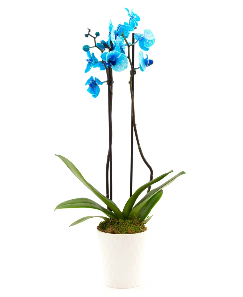 BloomsyBox Blue Orchid Live Plant