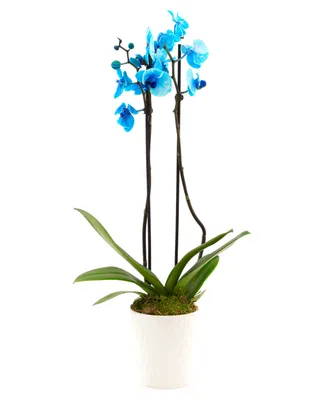 BloomsyBox Blue Orchid Live Plant