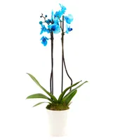 BloomsyBox Blue Orchid Live Plant