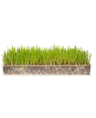 Window Garden Organic Wheatgrass Grow n Serve Kit