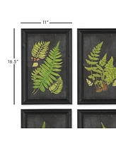 Framed Fern Botanical Prints, Set Of 9