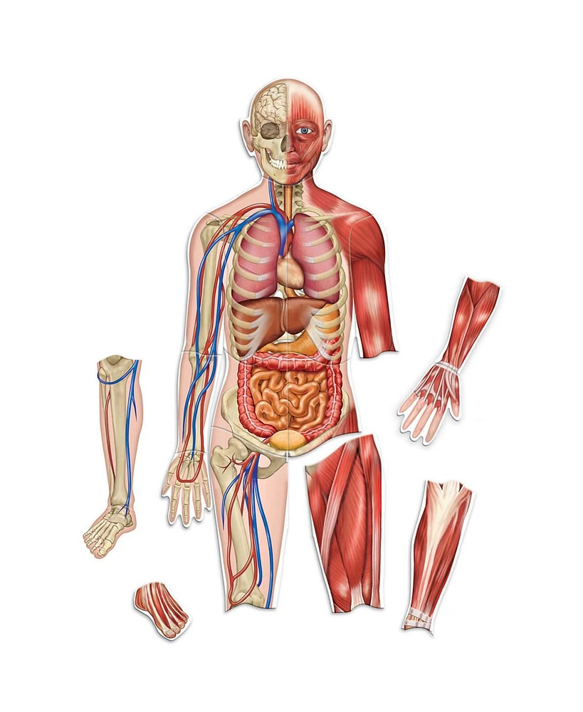 Learning Resources Double-Sided Magnetic Human Body