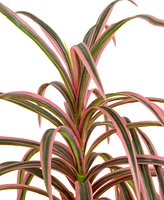 Nearly Natural 2ft. Artificial Dracaena Marginata Plant